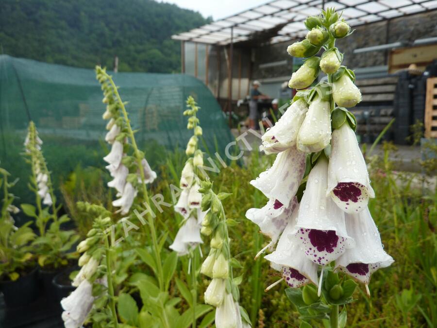 Náprstník červený 'Pollux Burgundy Eye' - Digitalis purpurea 'Pollux Burgundy Eye'