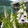 Náprstník červený 'Pollux Burgundy Eye' - Digitalis purpurea 'Pollux Burgundy Eye'