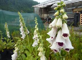 Náprstník červený 'Pollux Burgundy Eye' - Digitalis purpurea 'Pollux Burgundy Eye'
