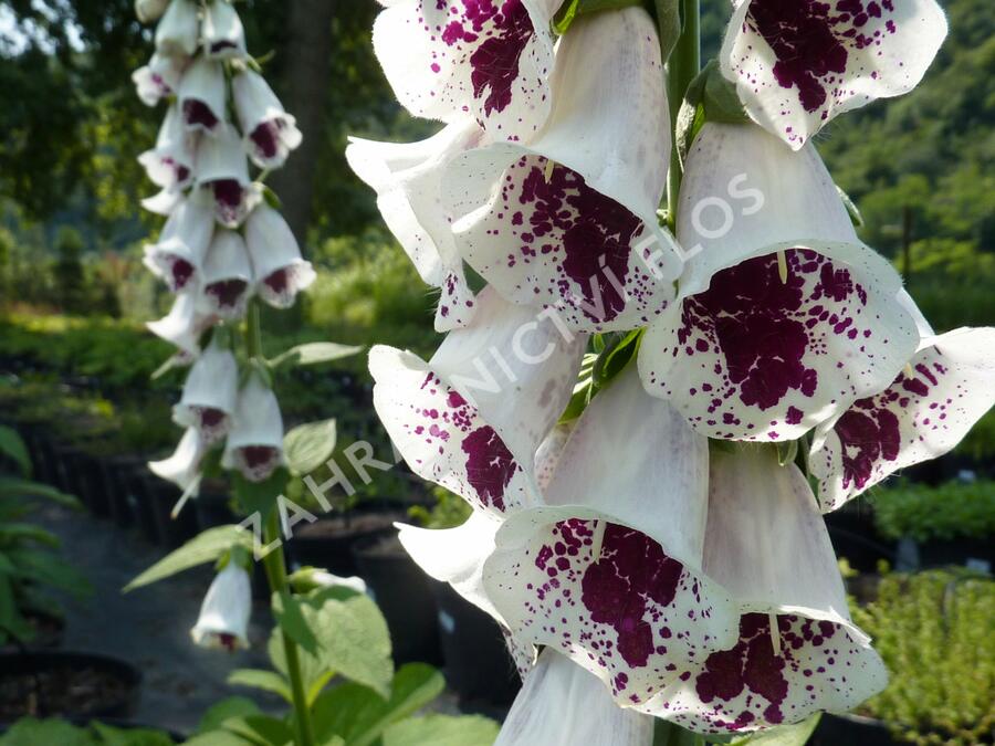 Náprstník červený 'Pollux Burgundy Eye' - Digitalis purpurea 'Pollux Burgundy Eye'