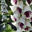 Náprstník červený 'Pollux Burgundy Eye' - Digitalis purpurea 'Pollux Burgundy Eye'