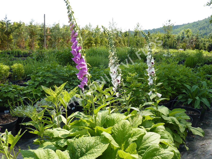 Náprstník červený 'Gloxiniaeflora' - Digitalis purpurea 'Gloxiniaeflora'