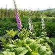 Náprstník červený 'Gloxiniaeflora' - Digitalis purpurea 'Gloxiniaeflora'