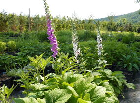 Náprstník červený 'Gloxiniaeflora' - Digitalis purpurea 'Gloxiniaeflora'