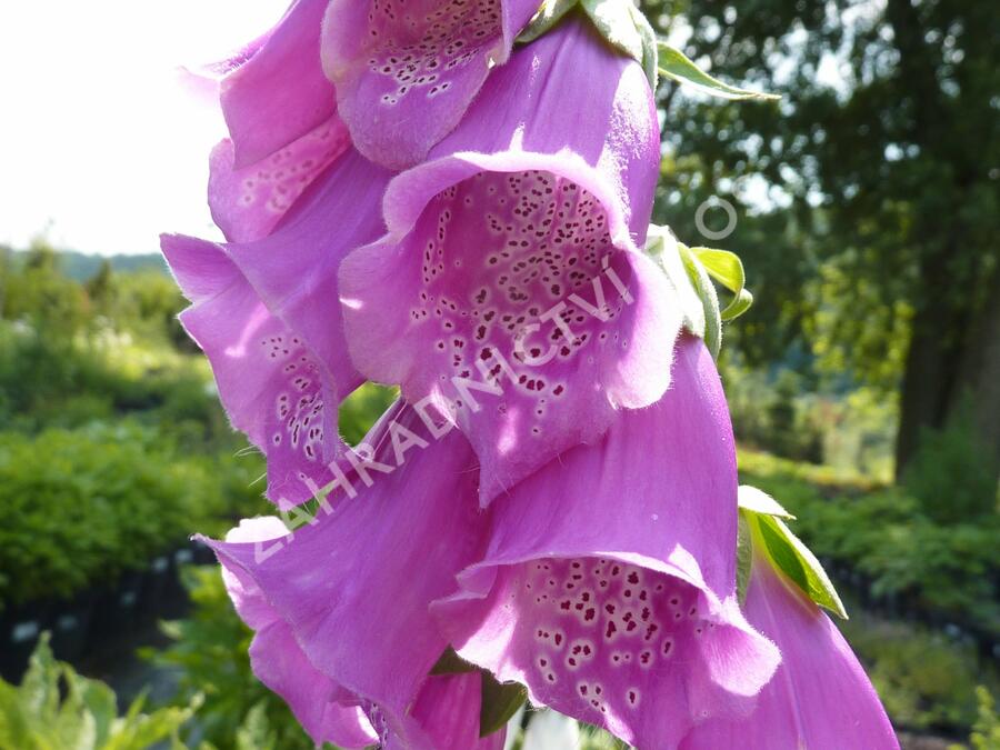 Náprstník červený 'Gloxiniaeflora' - Digitalis purpurea 'Gloxiniaeflora'