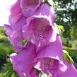 Náprstník červený 'Gloxiniaeflora' - Digitalis purpurea 'Gloxiniaeflora'