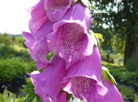 Náprstník červený 'Gloxiniaeflora' - Digitalis purpurea 'Gloxiniaeflora'