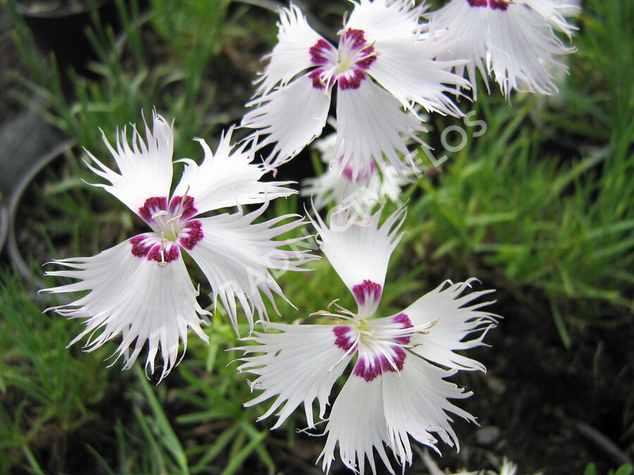 Hvozdík - Dianthus spiculiformis