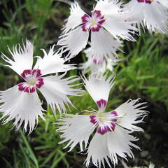 Hvozdík - Dianthus spiculiformis