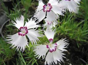 Hvozdík - Dianthus spiculiformis
