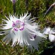 Hvozdík - Dianthus spiculiformis