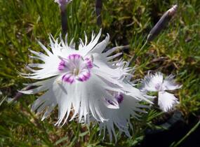 Hvozdík - Dianthus spiculiformis