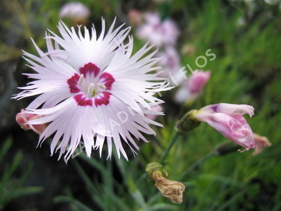 Hvozdík - Dianthus spiculiformis