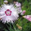 Hvozdík - Dianthus spiculiformis