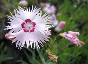 Hvozdík - Dianthus spiculiformis