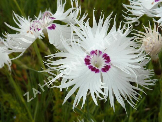 Hvozdík - Dianthus spiculiformis