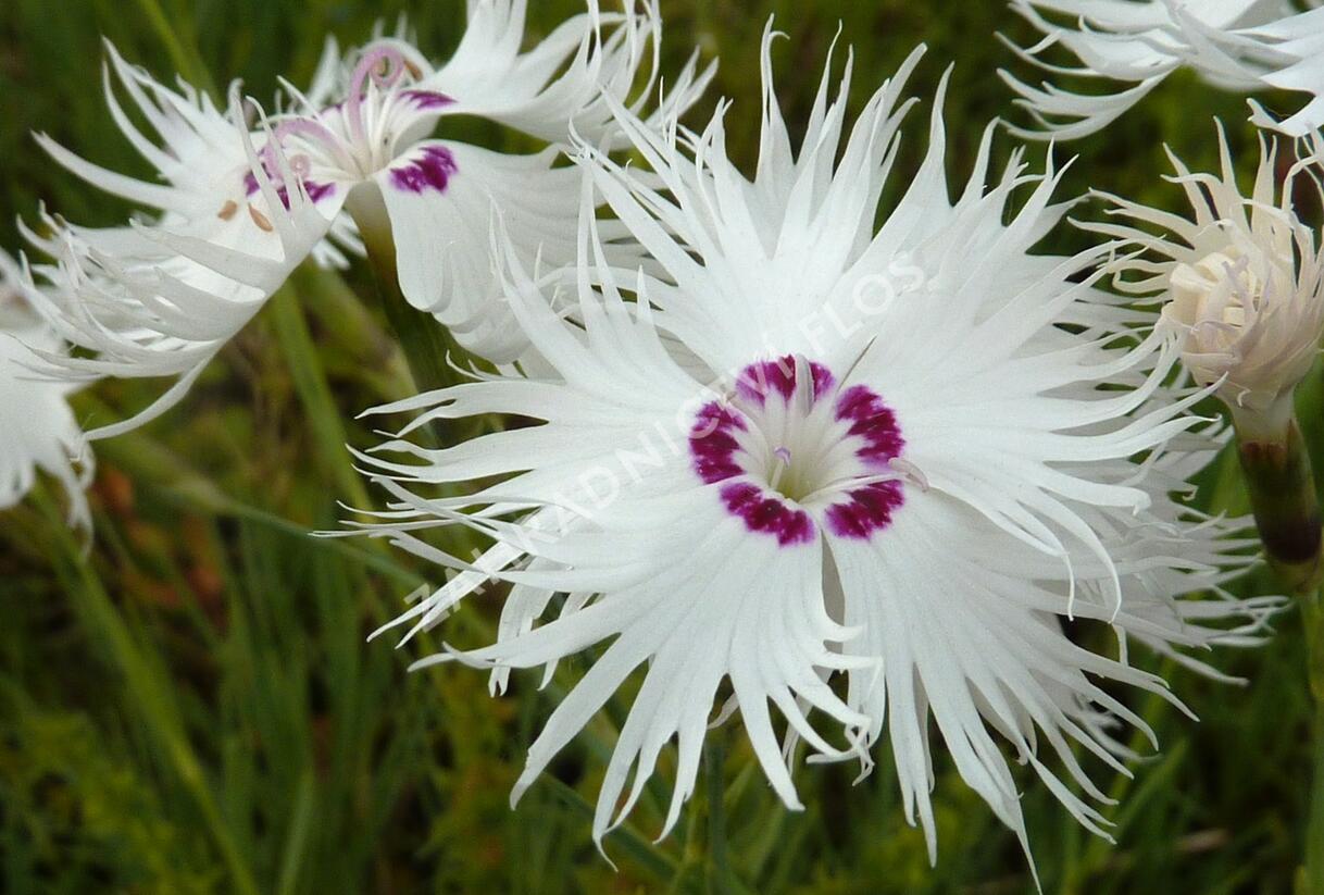 Hvozdík - Dianthus spiculiformis