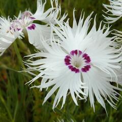 Hvozdík - Dianthus spiculiformis
