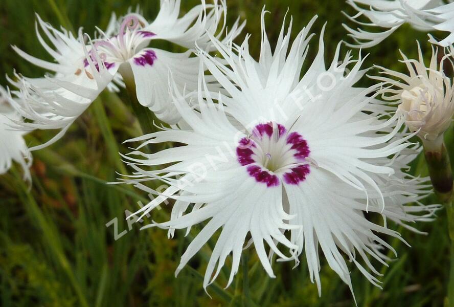 Hvozdík - Dianthus spiculiformis