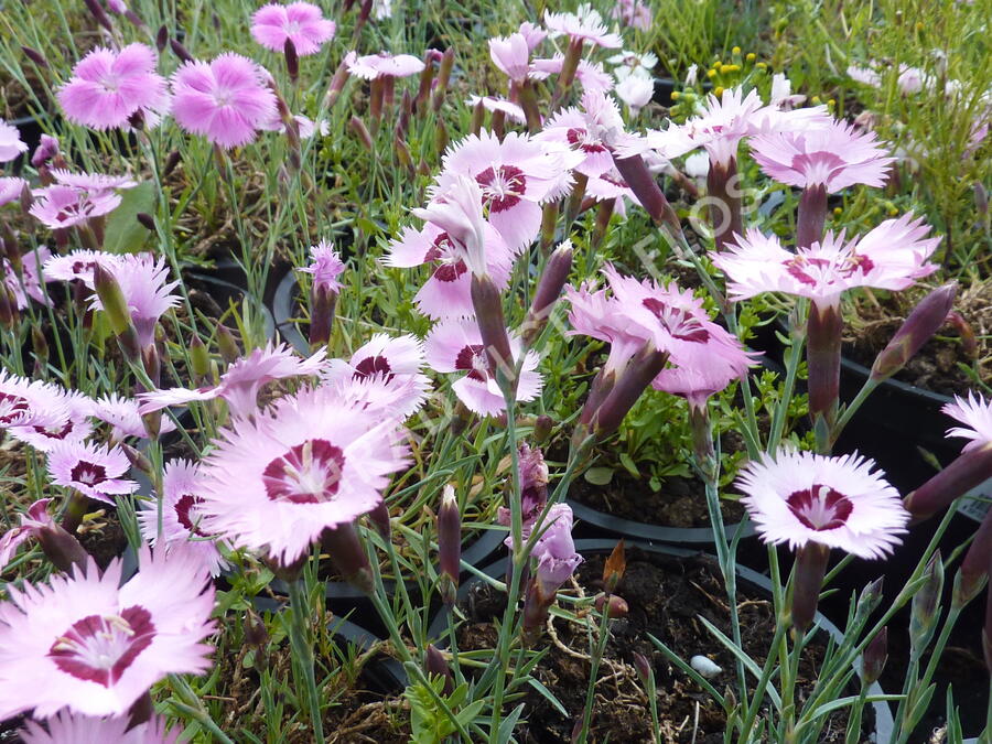 Hvozdík 'Alpinus' - Dianthus allwoodii 'Alpinus'