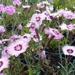 Hvozdík 'Alpinus' - Dianthus allwoodii 'Alpinus'