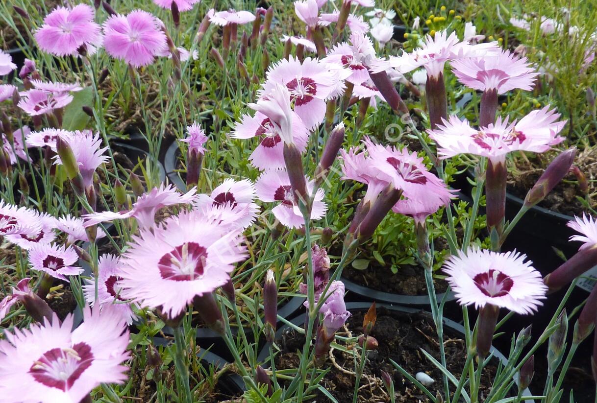 Hvozdík 'Alpinus' - Dianthus allwoodii 'Alpinus'