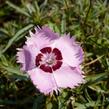 Hvozdík 'Alpinus' - Dianthus allwoodii 'Alpinus'