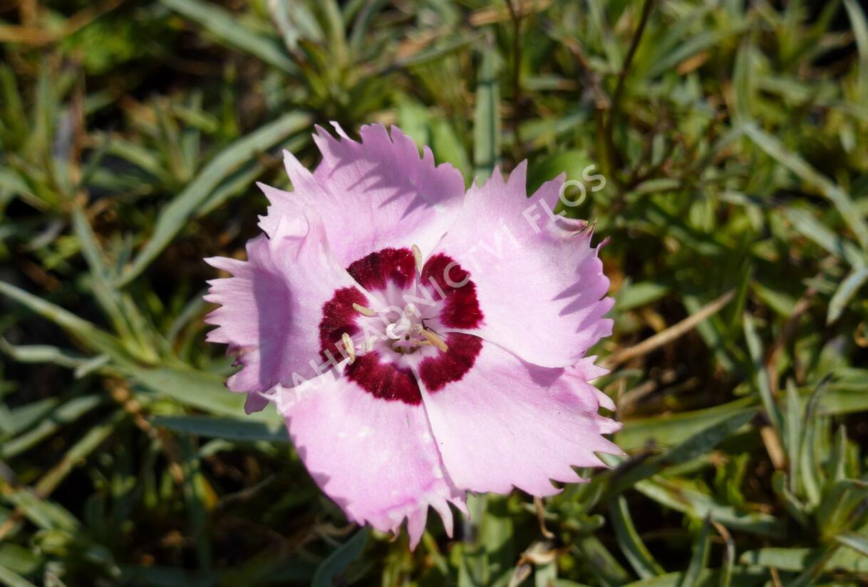 Hvozdík 'Alpinus' - Dianthus allwoodii 'Alpinus'