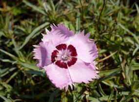Hvozdík 'Alpinus' - Dianthus allwoodii 'Alpinus'