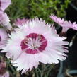 Hvozdík 'Alpinus' - Dianthus allwoodii 'Alpinus'