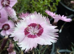 Hvozdík 'Alpinus' - Dianthus allwoodii 'Alpinus'
