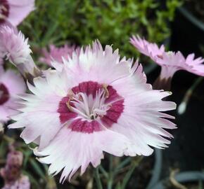 Hvozdík 'Alpinus' - Dianthus allwoodii 'Alpinus'