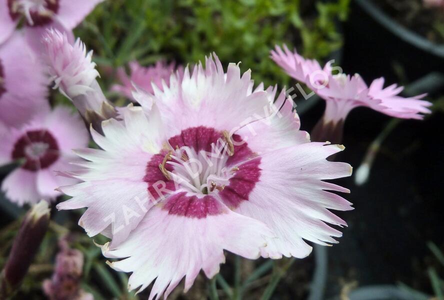 Hvozdík 'Alpinus' - Dianthus allwoodii 'Alpinus'