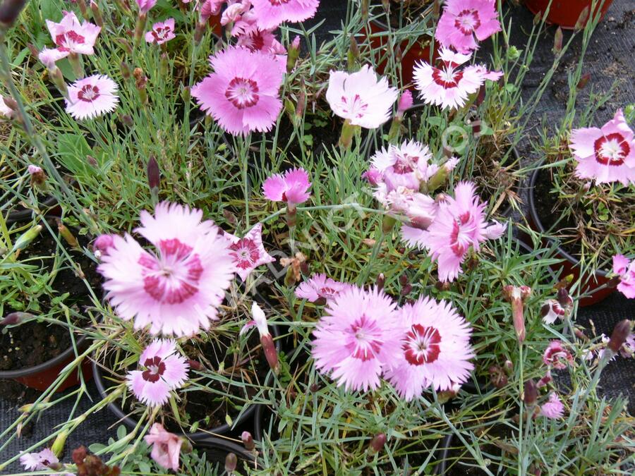 Hvozdík - Dianthus allwoodii