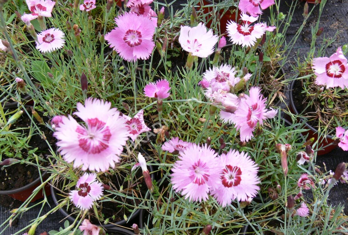 Hvozdík - Dianthus allwoodii