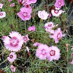 Hvozdík - Dianthus allwoodii
