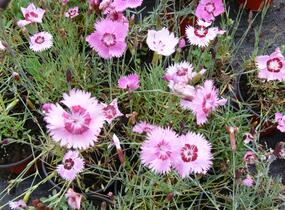 Hvozdík - Dianthus allwoodii
