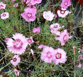 Hvozdík - Dianthus allwoodii