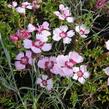Hvozdík - Dianthus allwoodii