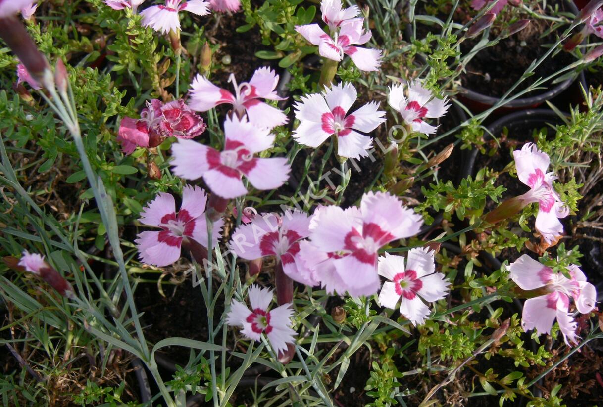 Hvozdík - Dianthus allwoodii