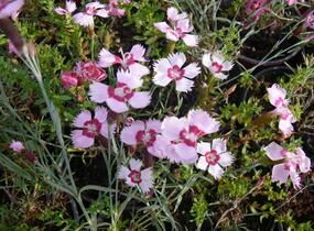 Hvozdík - Dianthus allwoodii