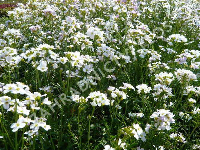 Řeřišnice luční - Cardamine pratensis