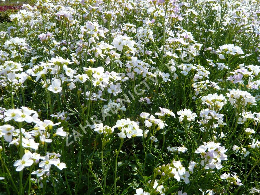 Řeřišnice luční - Cardamine pratensis