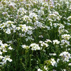 Řeřišnice luční - Cardamine pratensis