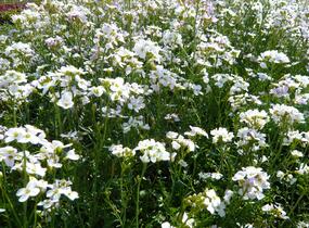 Řeřišnice luční - Cardamine pratensis
