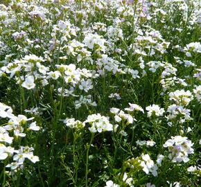 Řeřišnice luční - Cardamine pratensis