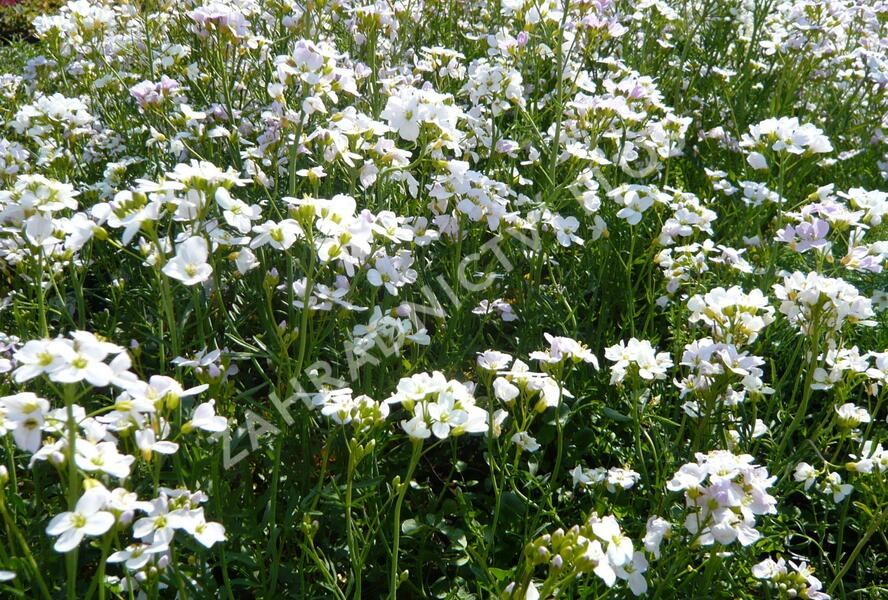 Řeřišnice luční - Cardamine pratensis