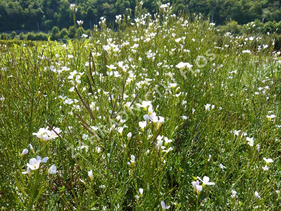Řeřišnice luční - Cardamine pratensis