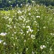 Řeřišnice luční - Cardamine pratensis