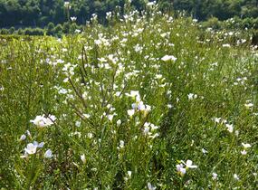Řeřišnice luční - Cardamine pratensis